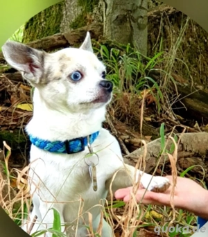 Chihuahua Deckrüde kein Verkauf 