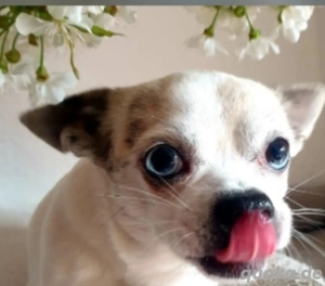 Chihuahua Deckrüde kein Verkauf  Bild 4