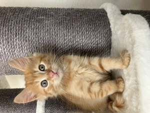 Ein neues Zuhause gesucht