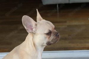 Französische welpen bulldog 