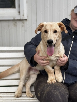 Labtacs, z. Zt. in Ungarn, ist entsprechend verspielt und aufgeweckt. 