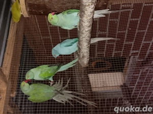 Halsbandsittich Hennen 