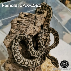 Morelia spilota Weibchen 100% het axanthisch, 50% double het Granit, Albino (IJAX-1525)