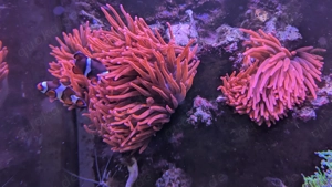 Kupferanemone Entacmaea quadricolor Meerwasser