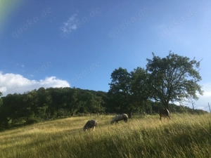 Offenstall Plätze frei Bild 5