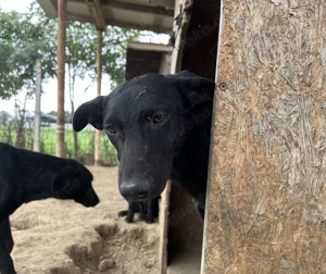 Viktoria , z. Zt. in Ungarn, ist ein typischer Welpe. 