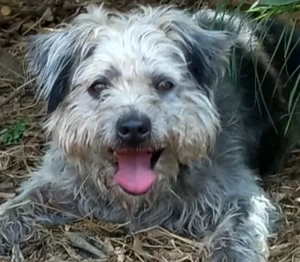 Crack,TerrierMischlg. - erarbeitet sich das Vertrauen zu uns Menschen neu.