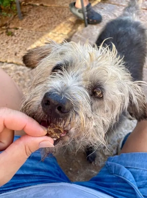 Crack,TerrierMischlg. - erarbeitet sich das Vertrauen zu uns Menschen neu. Bild 3