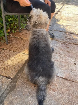 Crack,TerrierMischlg. - erarbeitet sich das Vertrauen zu uns Menschen neu. Bild 2