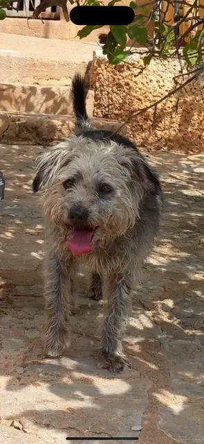 Crack,TerrierMischlg. - erarbeitet sich das Vertrauen zu uns Menschen neu. Bild 4