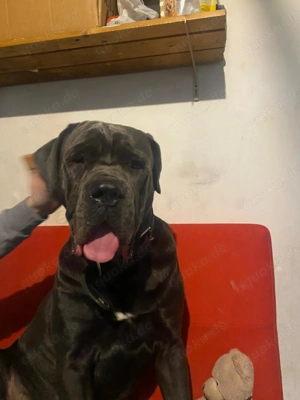 Cane corso Rüde