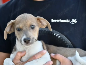 Speranza sucht ihr Zuhause Bild 5