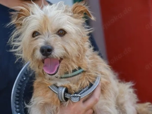 Carotino sucht sein Zuhause