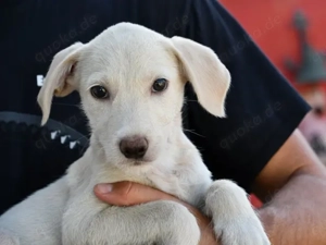 Agostina sucht ihr Zuhause (noch auf Sardinien)