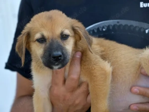 Antonellina sucht ihr Zuhause (noch auf Sardinien)