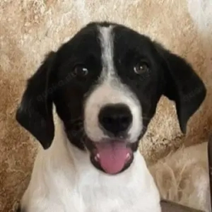 Lex, geb. ca. 05 2025, lebt in GRIECHENLAND, auf einer privaten Pflegestelle