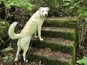 Brick sucht sein Zuhause