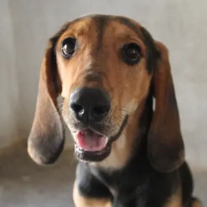 Peppo, geb. ca. 02 2025, lebt in GRIECHENLAND, im städt. Tierheim Serres 