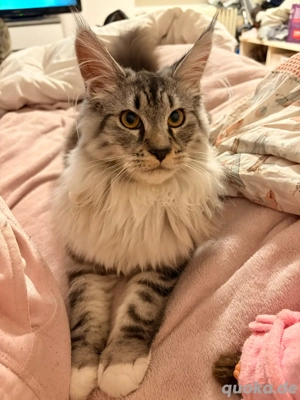 Deckkater Maine Coon - Odin
