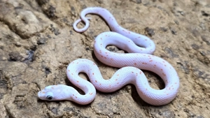 Pantherophis guttatus, Kornnatter, Hypo Palmetto het Bloodred, DNZ 2025