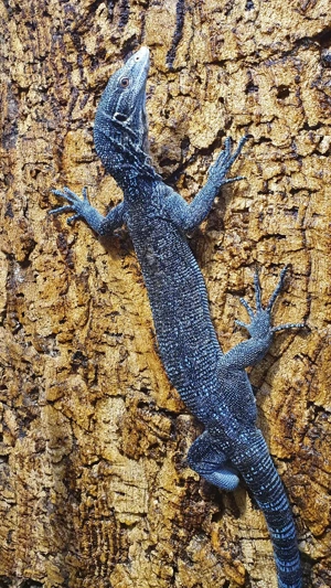 1,0 Varanus macraei, Blauer Baumwaran, DNZ 2021 Bild 2