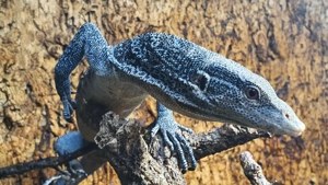 1,0 Varanus macraei, Blauer Baumwaran, DNZ 2021