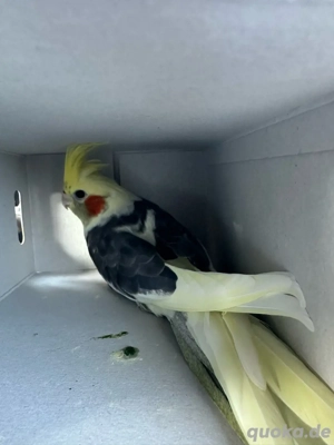 Nymphensittich handzahm 