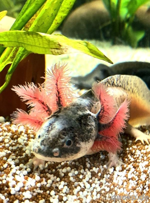 Jungtiere Axolotl aus eigener Nachzucht viele Farben 