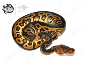 RESERVIERT 1.0 Mahogany Yellow Belly Leopard Clown - Königspython