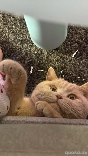 BKH Deckkater Bild 4