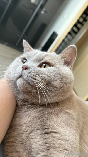 BKH Deckkater Bild 3