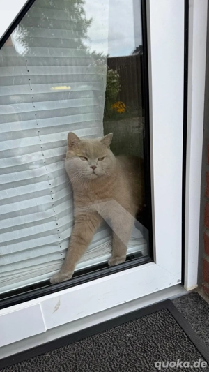 BKH Deckkater Bild 5