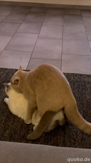 BKH Deckkater Bild 2