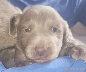 Weimaranerwelpe (Langhaar) Wurf 3.9.25 Bild 2