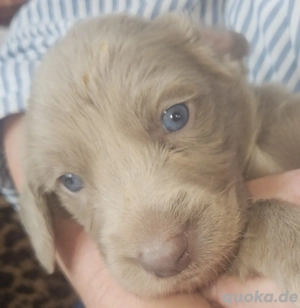 Weimaranerwelpe (Langhaar) Wurf 3.9.25 Bild 10