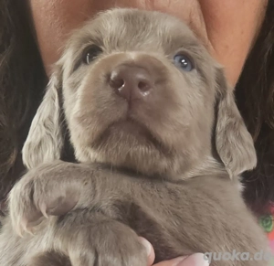 Weimaranerwelpe (Langhaar) Wurf 3.9.25 Bild 9