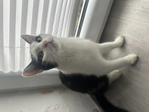 Europäische Kurzhaar sucht dringend ein neues Zuhause 