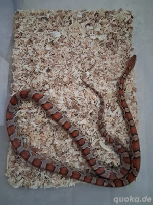 0.1(Female)kornnatter 