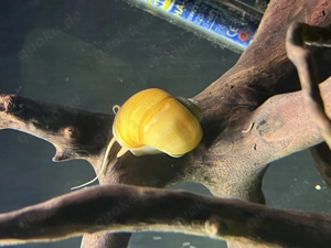 Apfelschnecken in Grün und Gelb