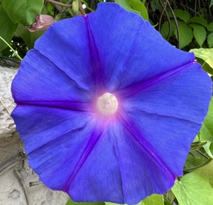 Lust auf Escort ? Weiblich Attraktiv Zuverlässig ? 