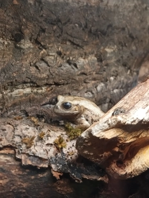 Suche Gastrotheca riobambae (Beutelfrosch)