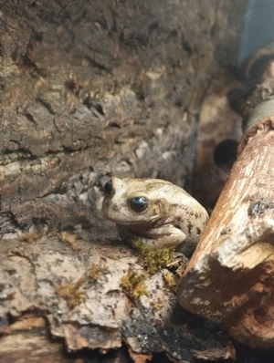 Suche Gastrotheca riobambae (Beutelfrosch) Bild 2