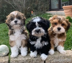 Havaneser welpen