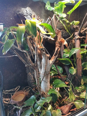 Kronengecko mit Terrarium 80x80x50 cm und Zubehör abzugeben