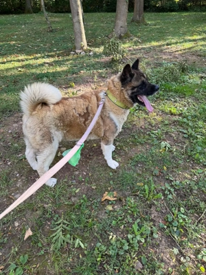 American Akita Pärchen sucht ein schönes zu Hause 