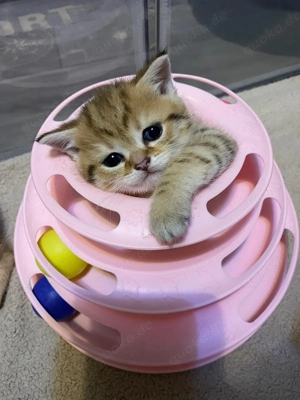 Silver Schaded BKH Kitten reinrassig Mädchen Jungen ABHOLBEREIT 