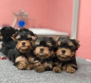 Yorkshire Terrier mini welpen