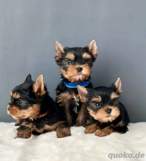 Yorkshire Terrier mini welpen