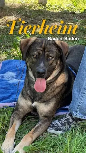 Tierschutzverein sucht dringend Personal mit dickem Fell