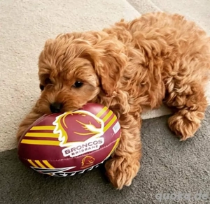 Cavapoo mini welpen Bild 3